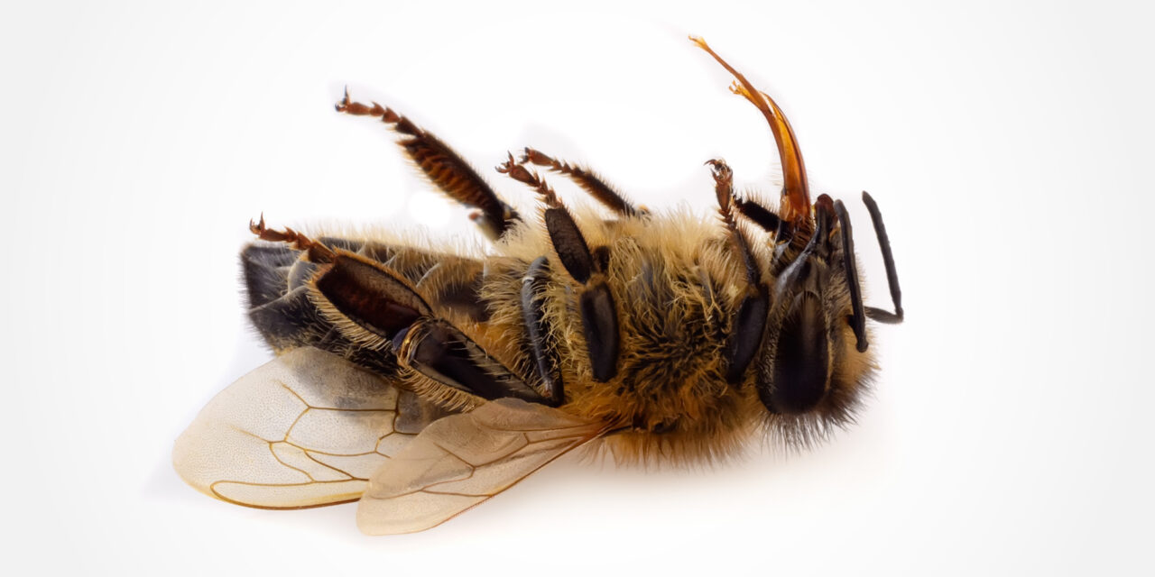 Das Schweigen der Brummer – Insektensterben hat weitreichende Folgen