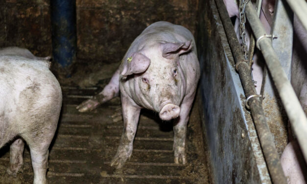 Verfassungsbruch! Verstöße gegen den Tierschutz:  Animal Rights Watch kritisiert die Regierung