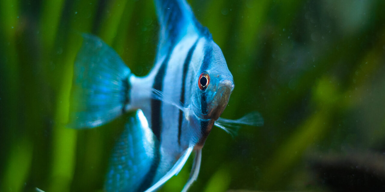 Tierschutz unter Wasser – Fische sind clever, sozial und empfindsam