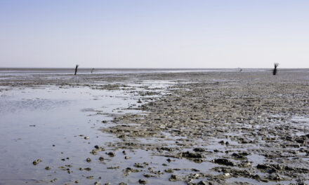 Das Wattenmeer stirbt – Hanseatische Habgier zerstört UNESCO-Welterbe