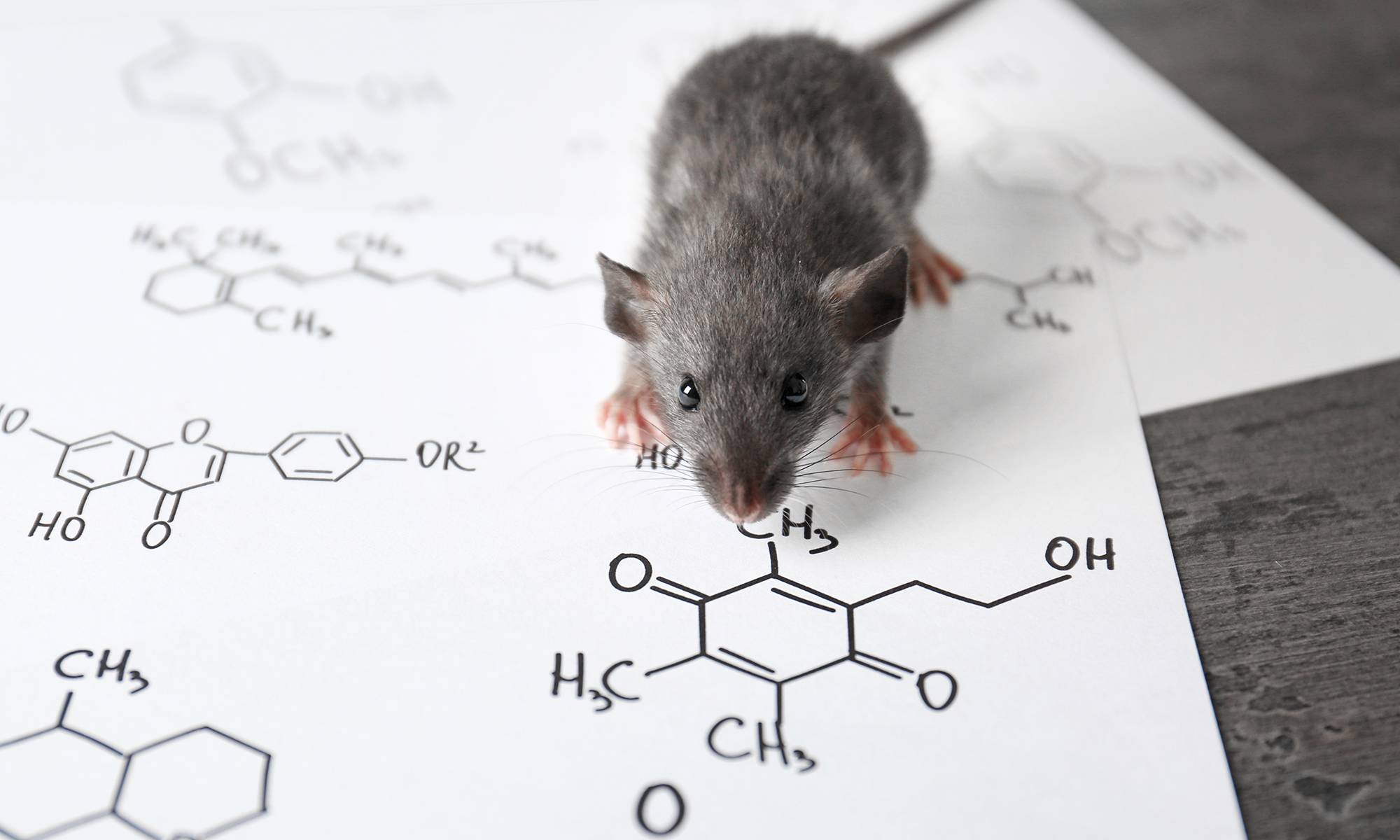 Химическая крыса